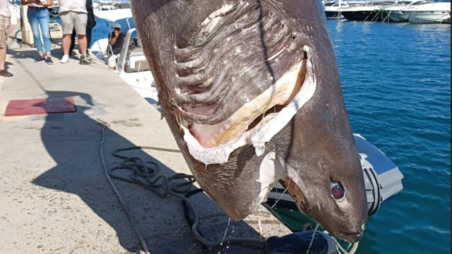 Aparece en Altea un ejemplar de cañabota, el tiburón más grande del Mediterráneo
