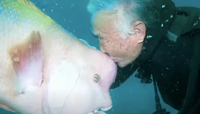 Buzo japonés y pez mantienen una amistad desde hace 30 años; esta es la tierna historia