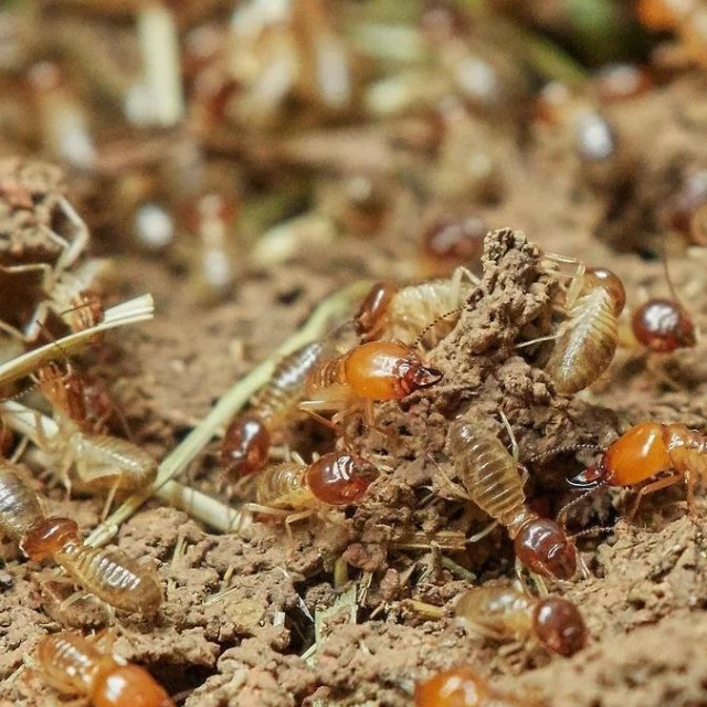 Las termitas amenazan con invadir los hogares de todo el mundo