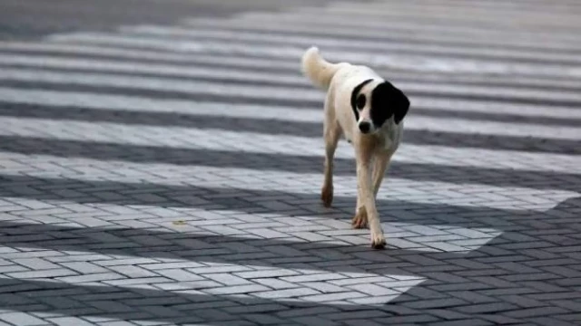 El gobierno turco quiere que los 4 millones de perros callejeros del país sean sacrificados si no encuentran dueño en un mes