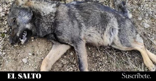 La Junta de Castilla y León, a juicio por negar información sobre la muerte de lobos