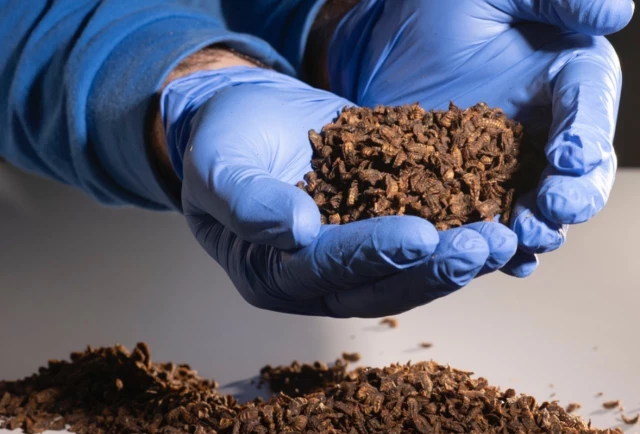 Galicia empieza producir harina de moscas soldado en la fábrica de Bioflytech en Palas de Rei