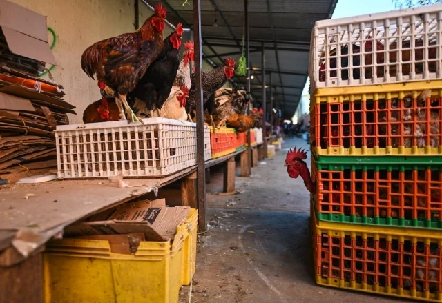 La OMS registra en México la primera muerte en el mundo por gripe aviar H5N2