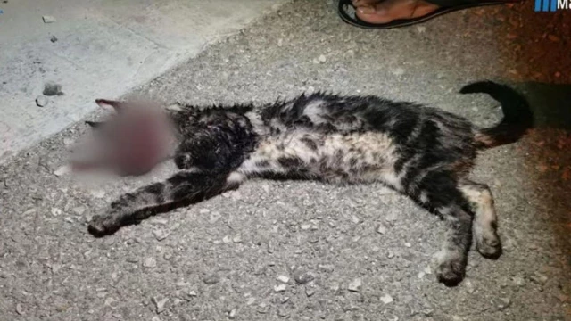 Absueltos los tres acusados de torturar y matar al gato ‘Grisito’ en Manacor
