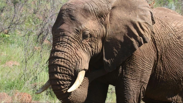 Liberan a una elefanta que llevaba 31 años con una cadena al cuello