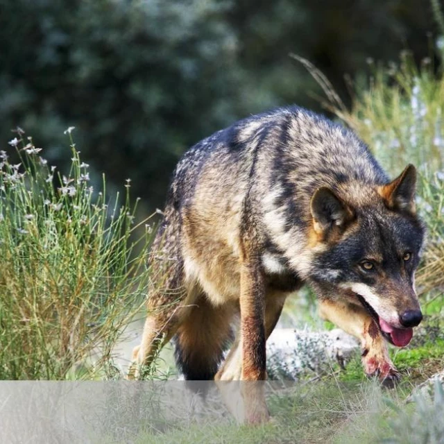 Un estudio apuesta por el lobo para frenar el crecimiento de corzos, jabalíes y ciervos en Castilla y León