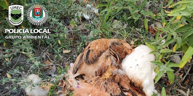 Un rastro de gallinas decapitadas lleva a un nuevo foco de santería en Canarias