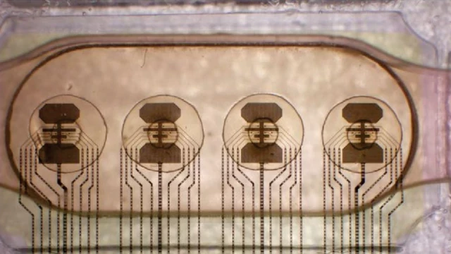 16 cerebros cultivados en laboratorio hacen funcionar la primera 'computadora viviente' del mundo en Suiza [ENG]