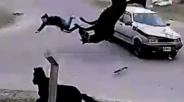 Video: un joven robó un caballo, intentó huir, los chocó un auto y terminaron volando por el aire