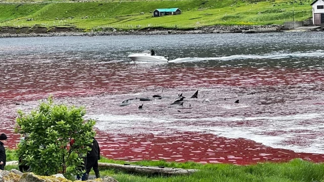 Nueva matanza de 130 ballenas calderon en Islas Feroe en una “caza tradicional” (eng)