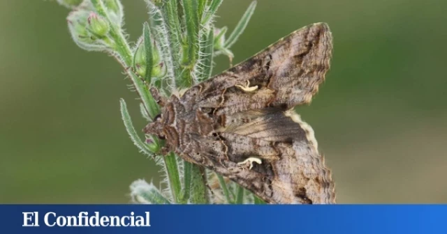 Deja de matar polillas: por qué son la joya del ecosistema español que sostiene toda la vida