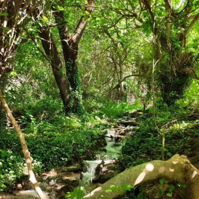 Talan un bosque de ribera para crear charcas para anfibios