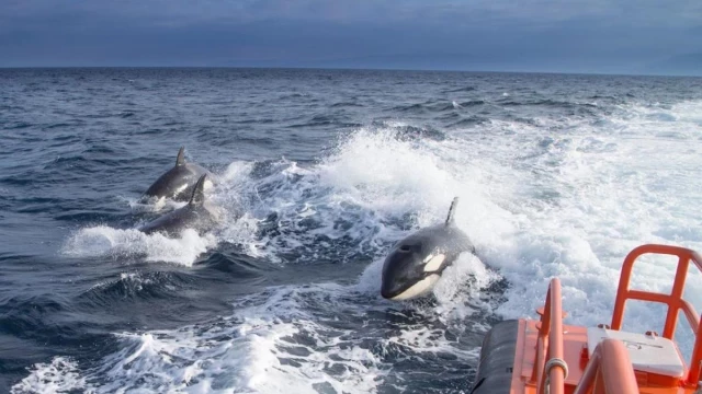Misterio resuelto: este es el motivo por el que las orcas embisten a los barcos