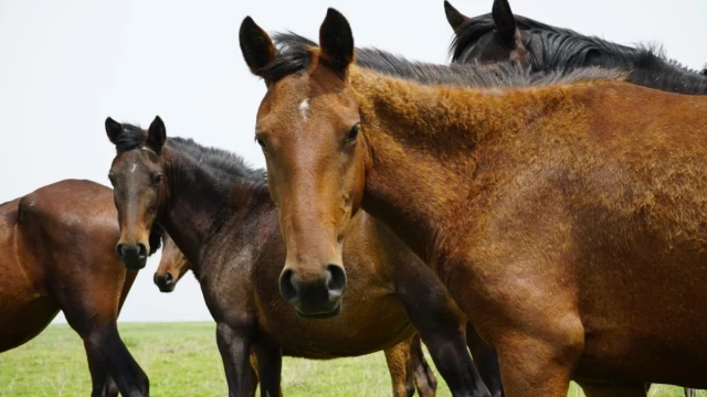 Mustang: en busca del linaje perdido del caballo español que conquistó América y se convirtió en un icono de EEUU