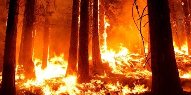 La contaminación de los incendios forestales en California mató a 52.000 personas en una década