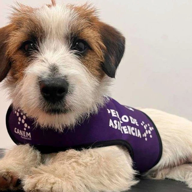 Ladridos que salvan vidas: los perros de alerta médica que acompañan a diabéticos y epilépticos