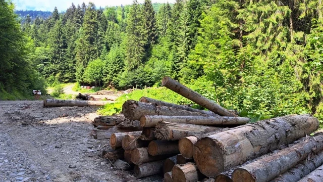 IKEA en el punto de mira: los muebles vinculados a la “destrucción sistemática” de los bosques rumanos [ING]