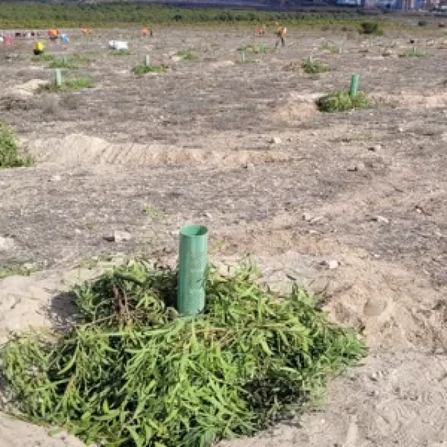 La sequía se agrava en la Comunidad Valenciana y recurren a una técnica de plantación «extrema» para zonas semiáridas