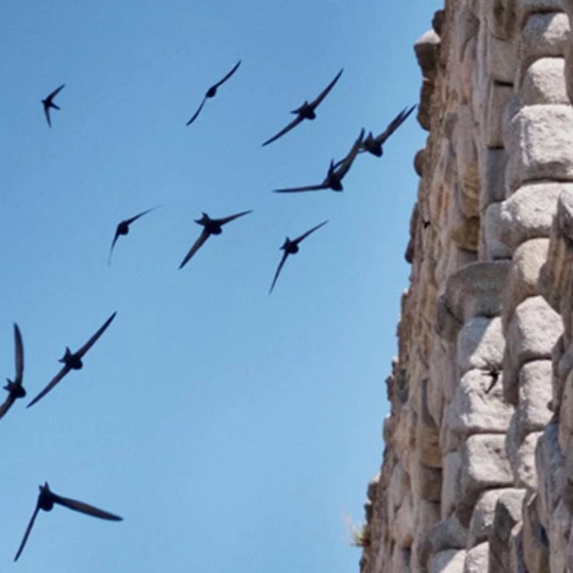El acueducto de Segovia acoge una de las mayores colonias de vencejos de Europa: "Es un espectáculo maravilloso"