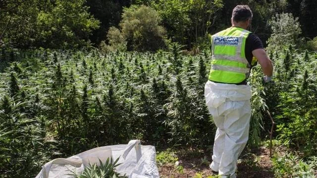 Sindicatos policiales piden la legalización del cannabis: "Liberaría a miles de agentes"