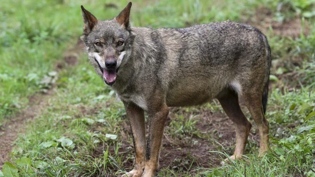 El Principado confirma que el lobo hallado muerto en Castropol fue envenenado