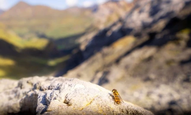 Millones de insectos cruzan al año Pirineos por un paso de 30 metros