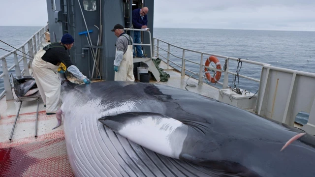 Islandia concede permiso para cazar ballenas de una especie "en peligro"
