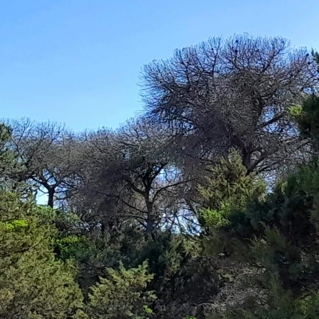 Avanza imparable la mortandad de pinos y convierte la comarca de Doñana en un polvorín