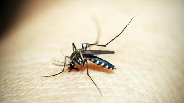 Las autoridades europeas alertan de un aumento de infecciones graves por picaduras de mosquitos