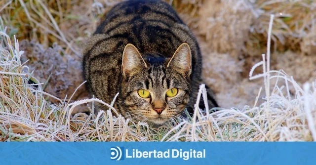 Una colonia felina arrasa con el chorlitejo, un ave valenciana protegida