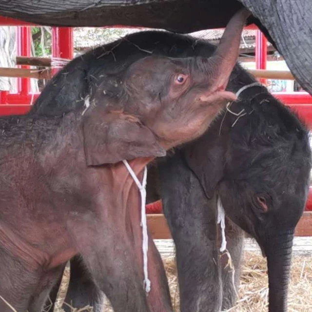 Nacen elefantes gemelos en Tailandia, ¿por qué es inusual?