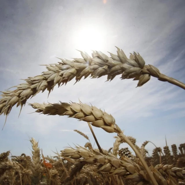 La sequía recorta la cosecha de cereales y reanima los precios