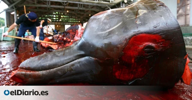 Nacionalismo, lujo y turismo mantienen la caza de ballenas a pesar de las dudas de Islandia