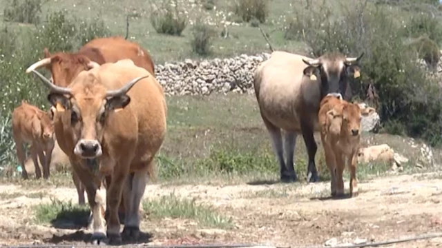 Los ganaderos de Morella sacrifican sus vacas por la sequía extrema: "Es un desastre"