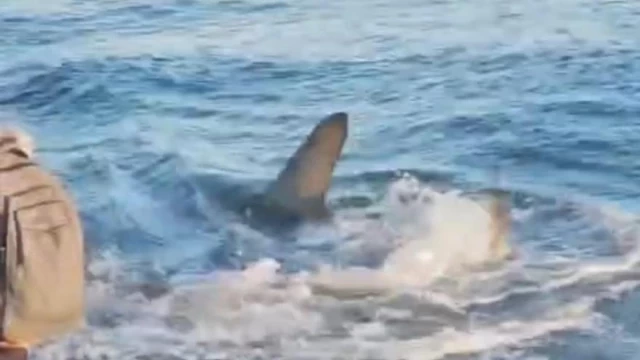 Cierran la playa de Melenara por la presencia de un tiburón