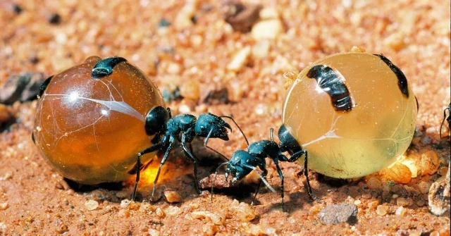 Hormigas mieleras: las diminutas recolectoras de néctar en México