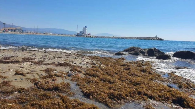 Una nueva vida para las algas invasoras: de plaga a recurso valioso