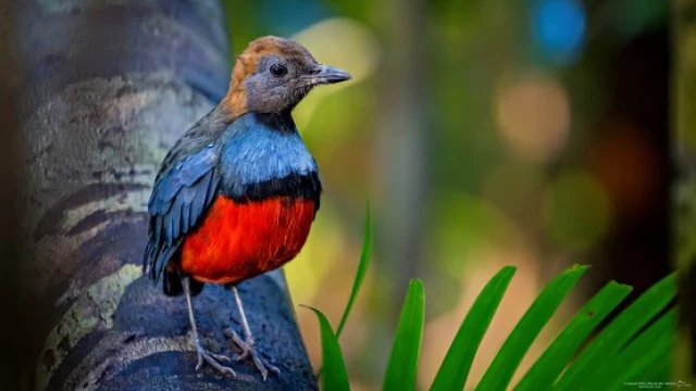 La lista de aves 'perdidas' ayudará a proteger las especies (eng)