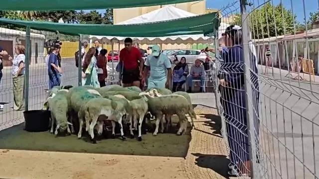 Unos 5.000 corderos son sacrificados en Ceuta para cumplir el rito islámico