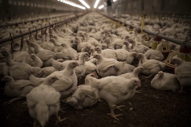 Una investigación concluye que el 71% de las muestras analizadas del pollo de Lidl tienen bacterias resistentes a antibióticos