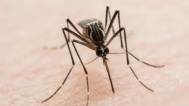 Florida usa drones para eliminar mosquitos
