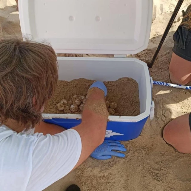 Detectan en la playa de Arenales la primera puesta de tortuga boba de esta temporada en España