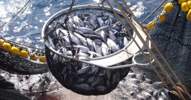 Una flota de nueve barcos pesqueros extranjeros se fija en Menorca para la captura de atunes rojos