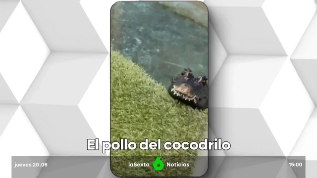 Un vecino de Torrijos se niega a entregar a su mascota: un cocodrilo que se llama Charlie y pesa 15 kilos