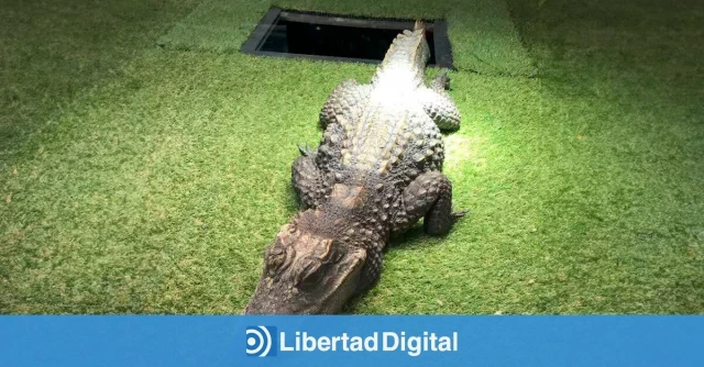 El cocodrilo Charlie, la primera mascota expropiada por la ley animalista