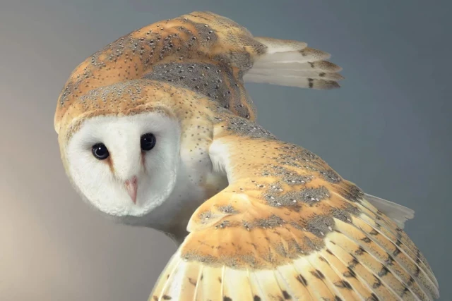 20 increíbles y sorprendentes retratos de aves raras por Tim Flach [ENG]