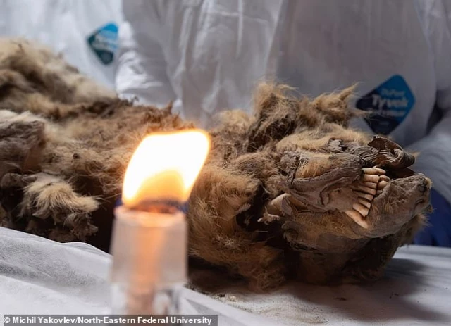 Hallan un lobo de hace 44.000 años en el permafrost siberiano: conserva la piel, los dientes e incluso órganos (ENG)
