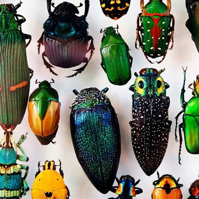 ¿Por qué hay tantas especies de escarabajos?