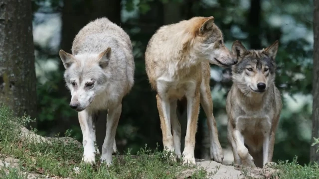Una mujer, ingresada muy grave tras ser atacada por tres lobos en un zoo en Francia