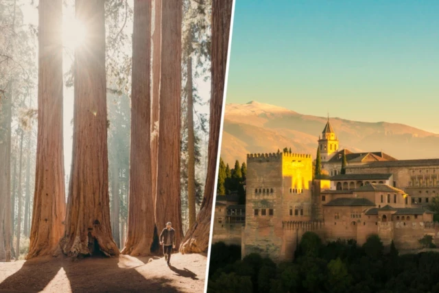 El enigma de la secuoya de la Alhambra: el árbol que se plantó en Granada años antes de que los botánicos las descubrieran
